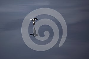 Cape petrel, Drake Passage, Antarctic