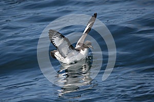 Cape petrel flying over the ocean