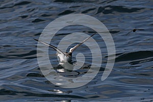 Cape petrel flying over the ocean