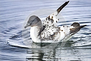 Cape Petrel Pintado Paradise Bay Skintorp Cove Antarctica photo