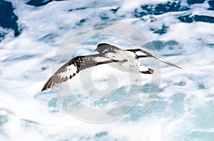 Cape petrel or pintado photo