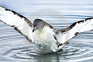 Cape Petrel Pintado Stretching Wings Paradise Bay Skintorp Cove Antarctica photo