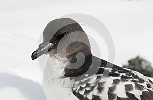 Cape Petrel portrait.