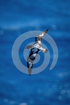 Cape petrel soars over ocean in sunshine