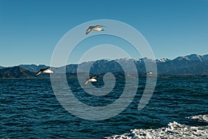 Cape petrels fly above the sea in Kaikoura, New Zealand