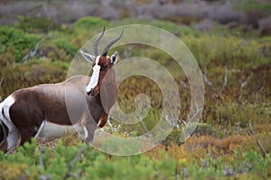 Cape Point Wildlife