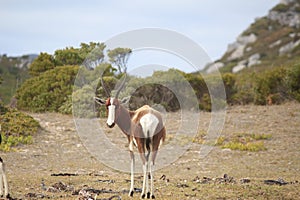 Cape Point Wildlife