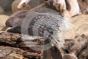 Cape porcupine photo