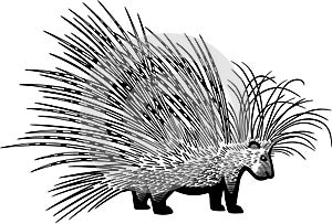 Cape Porcupine