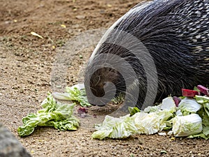 Cape porcupine, Hystrix africaeaustralis, is a herbivorous, eating vegetables on the ground