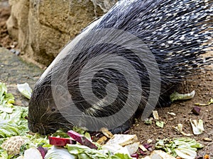 Cape porcupine, Hystrix africaeaustralis, is a herbivorous, eating vegetables on the ground