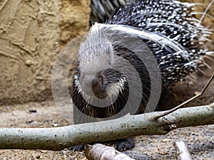 Cape porcupine, Hystrix africaeaustralis, is herbivorous, observing its surroundings