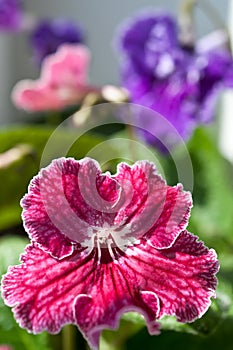 Cape Primrose Flower photo