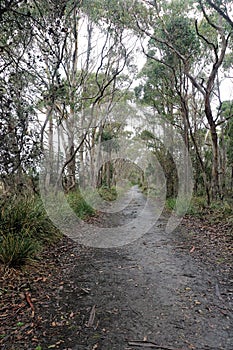 Cape Queen Elizabeth Track Bruny Island Tasmania Australia. Hiking and bushwalking trail