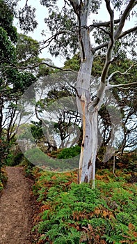 Cape Queen Elizabeth Track Bruny Island Tasmania Australia. Hiking and bushwalking trail photo