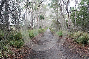 Cape Queen Elizabeth Track Bruny Island Tasmania Australia. Hiking and bushwalking trail photo