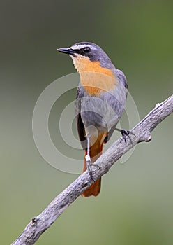 Cape robin chat