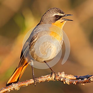 Cape robin chat