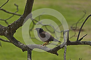 Cape Robin-Chat bird