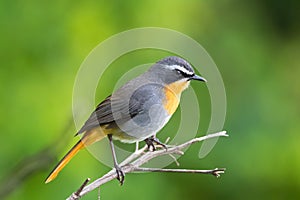 Cape Robin chat bird, Old World flycatcher in grey orange perching on branch with blurred background in Africa