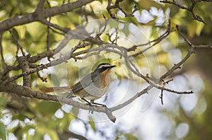 Cape Robin Chat (Cossypha caffra) in South Africa