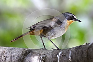 Cape Robin Chat