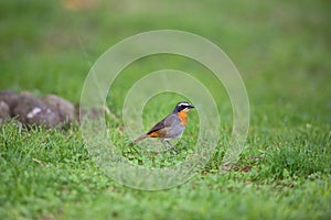 Cape robin-chat