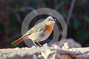 Cape Robin Chat