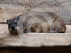 The Cape Rock Hyrax, Procavia capensis, lies on a rock and observes the surroundings