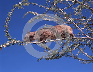 Cape Rock Hyrax, Procavia capensis, Å¾ije ve skalÃ¡ch, ale mÅ¯Å¾e takÃ© vylÃ©zt na stromy