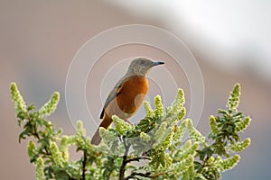 Cape Rock-Thrush (Monticola rupestris)