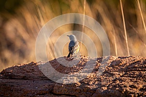 Cape rock thrush standing on a termite mount