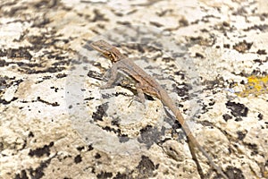Cape Royal Lizard photo