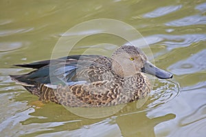 Cape Shoveler, Anas smithii swimming