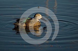A cape shoveler photographed in South Africa