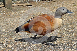 Cape or South African Shelduck