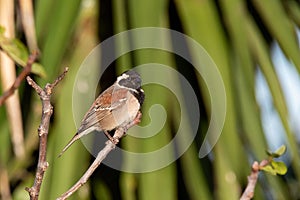 Cape Sparrow bird perched tree branch