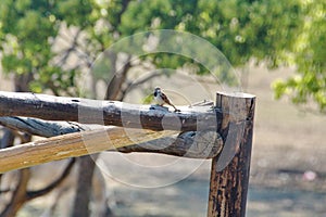 Cape sparrow on a fence