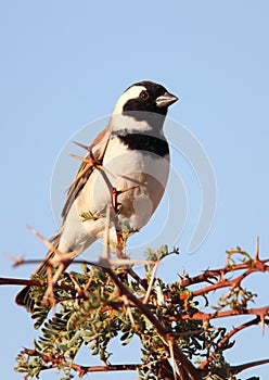 Cape Sparrow or Mossie