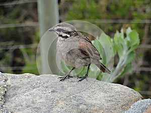 Cape Sparrow or Mossie stood on a rock at Cape Point.