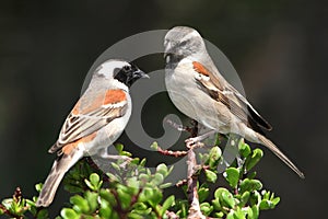 Cape Sparrow Pair