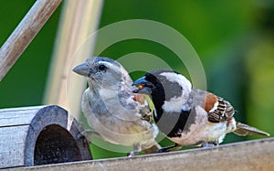 Cape sparrow pair feeding in a residential garden