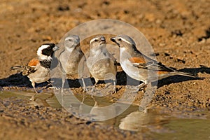 Cape sparrows