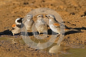 Cape sparrows photo
