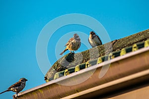 Cape Sparrows sitting on a house roof