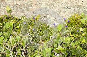 Cape Spear`s Flowers and vegetation