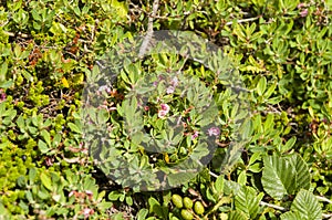 Cape Spear`s Flowers and vegetation