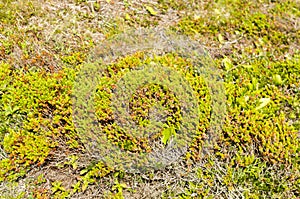 Cape Spear`s Flowers and vegetation