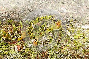 Cape Spear`s Flowers and vegetation