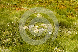 Cape Spear`s Flowers and vegetation